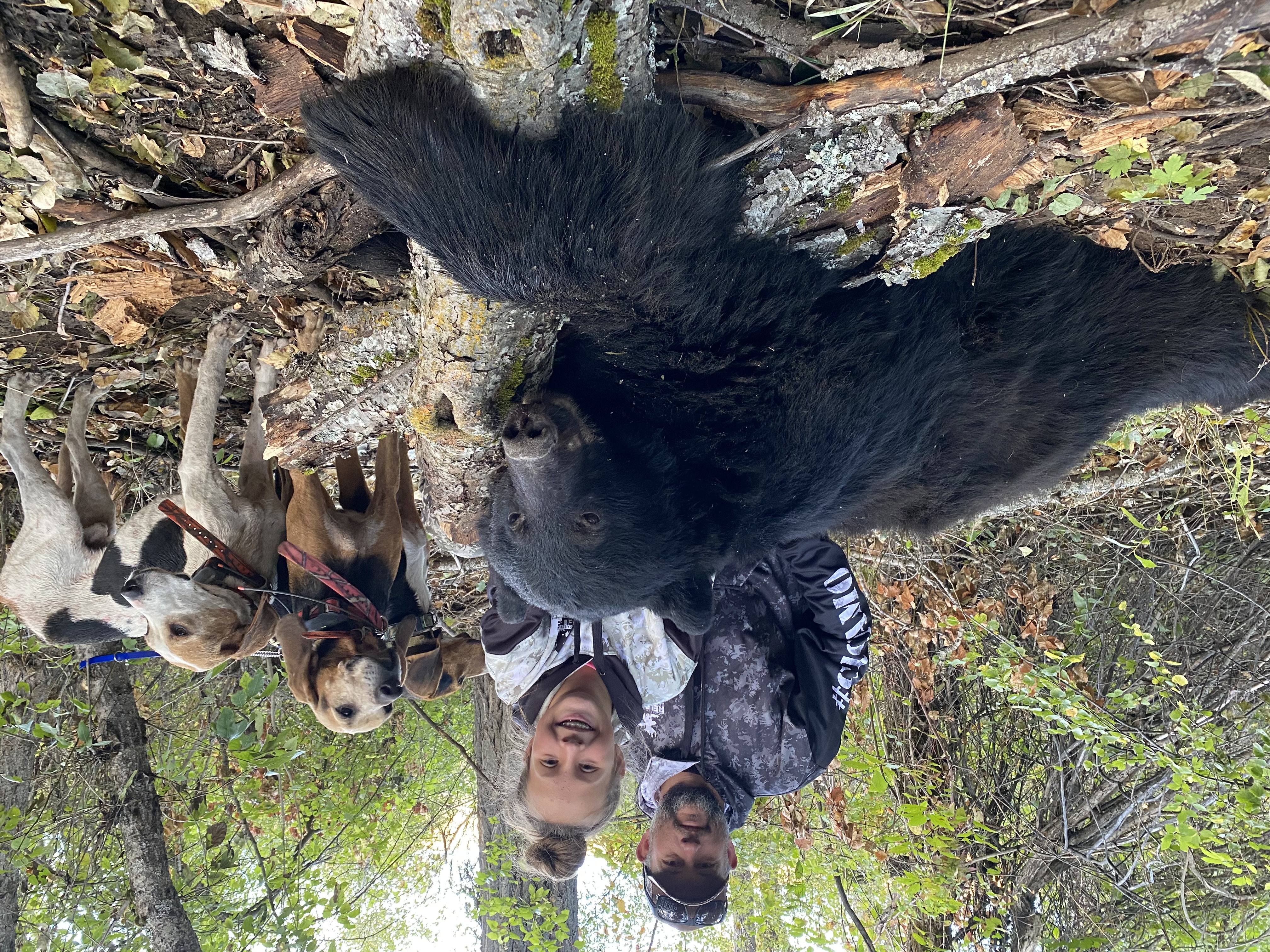 Mentor and young participant with a black bear and hunting hounds in the forest